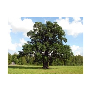 Ąžuolas paprastasis (Quercus robur)